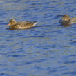 Couple de Canards chipeaux